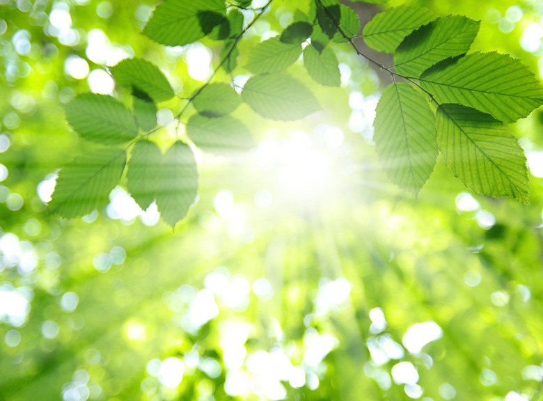 Sun and leaves