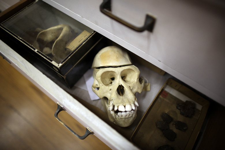 The Grant Museum Of Zoology Houses A Collection Of Weird And Wonderful Artefacts