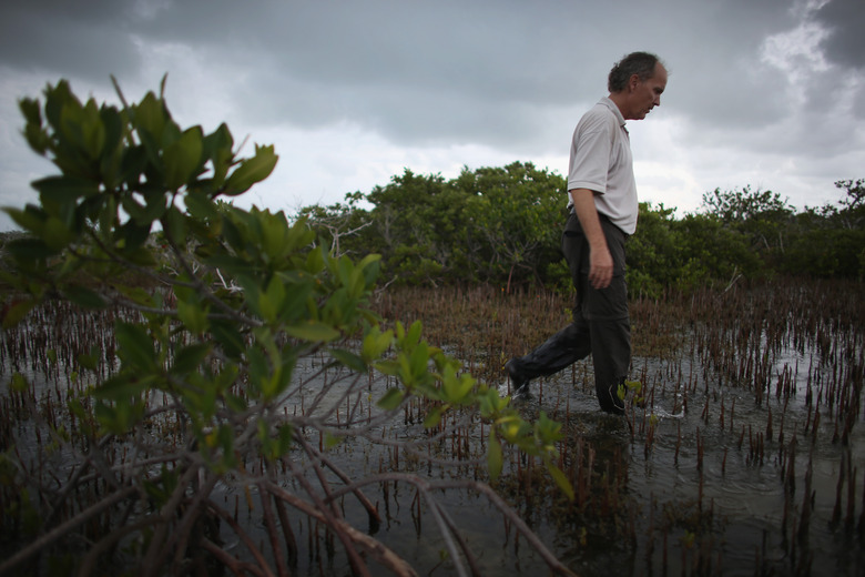 Climate Change Impacts South Florida Ecosystems