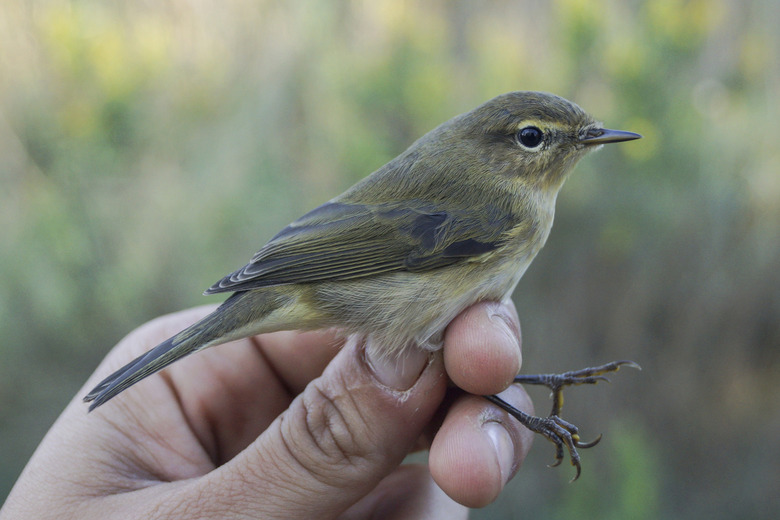 Common Chiffchaff, Phylloscopus collybita