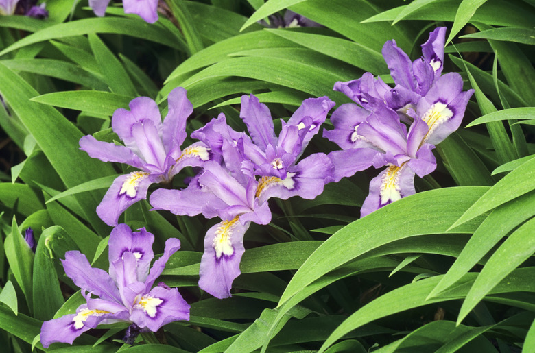 Crested Dwarf Iris in the Great Smoky Mountains National Park