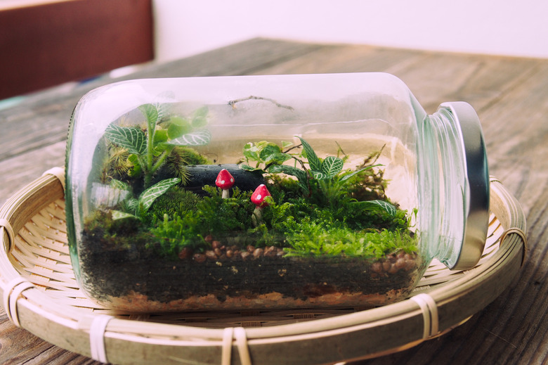 Close-Up Of Tiny Mushrooms And Plants Growing In Glass Jar - stock photo