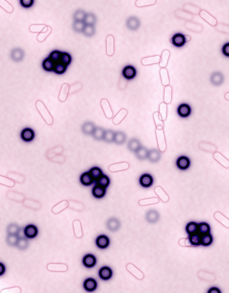 Bacteria Background