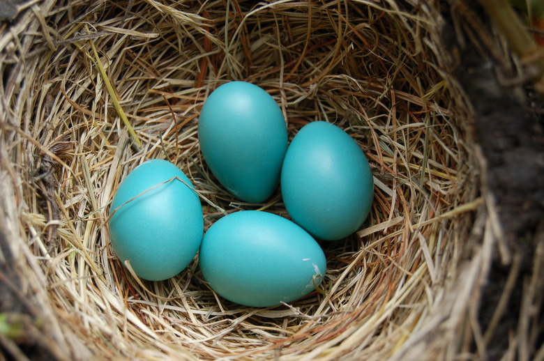 Robin Eggs