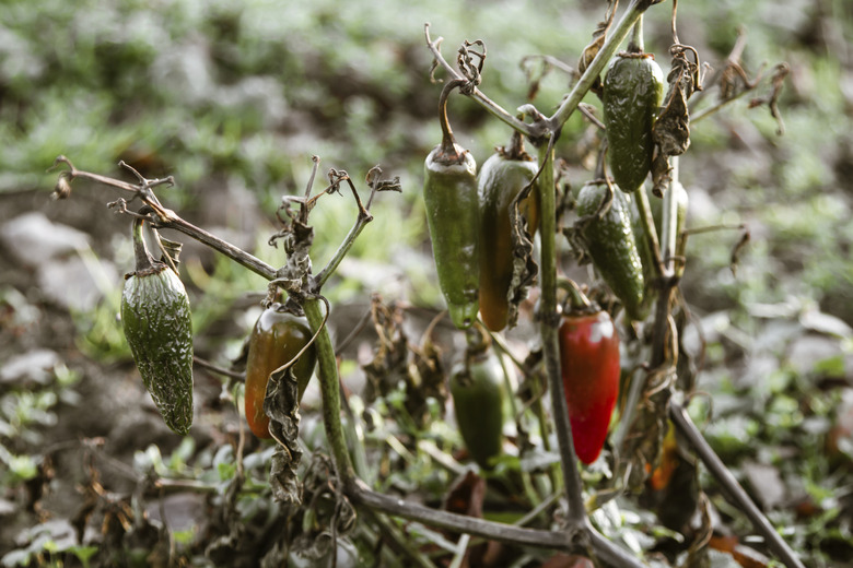 dying jalapeno peppers