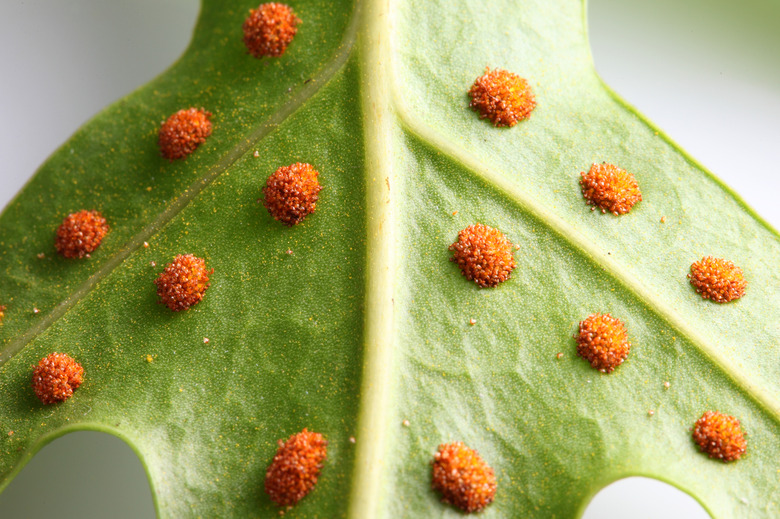 fern spores