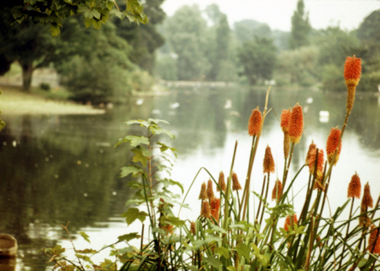 The Ecosystem of a Freshwater Pond