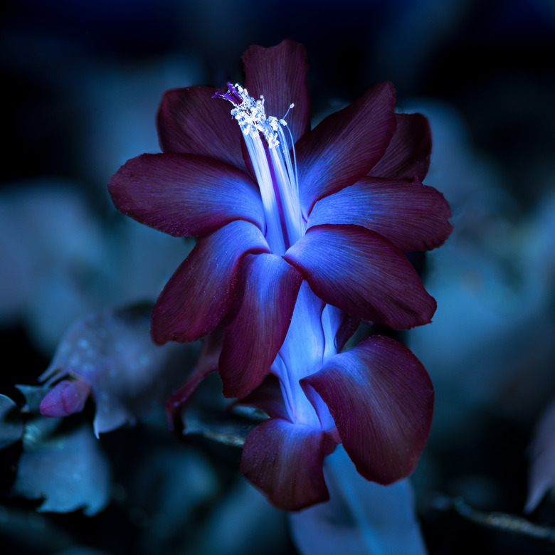 UVIVF Red Christmas Cactus