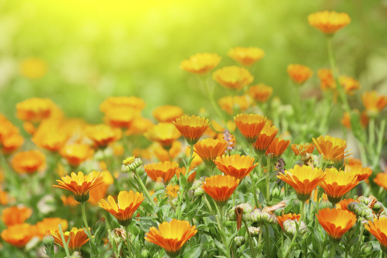 Marigold flowers