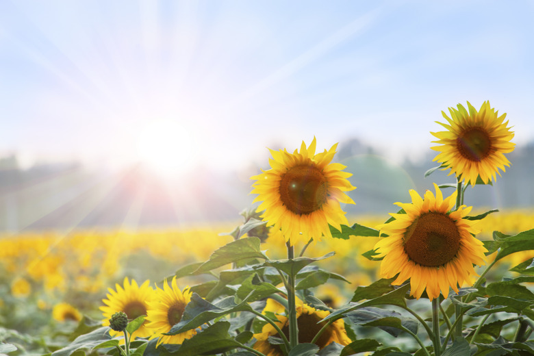 Summer time: Three sunflowers at dawn