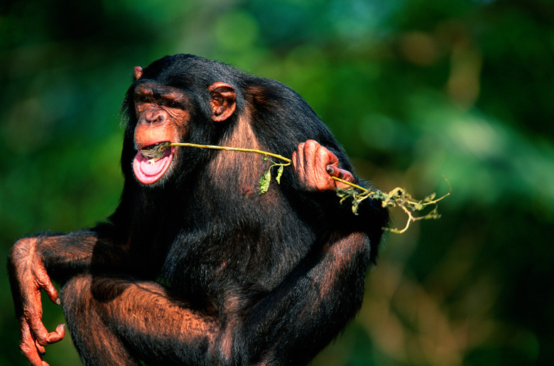 Common chimpanzee (Pan troglodytes) eating, Africa