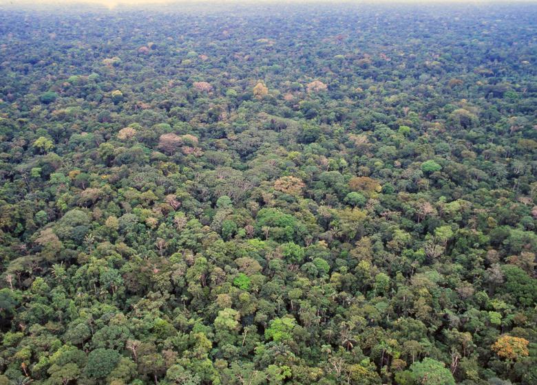 Primary rainforest in the Ecuadorian Amazon