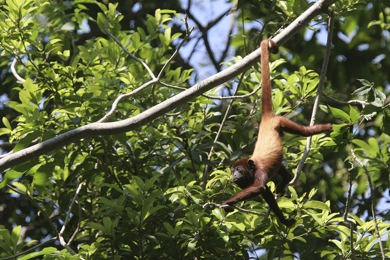 Howler monkey hanging by the tail, Colombia