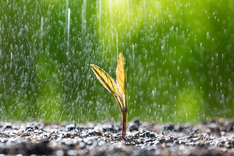 Green seedling growing on the ground in the rain