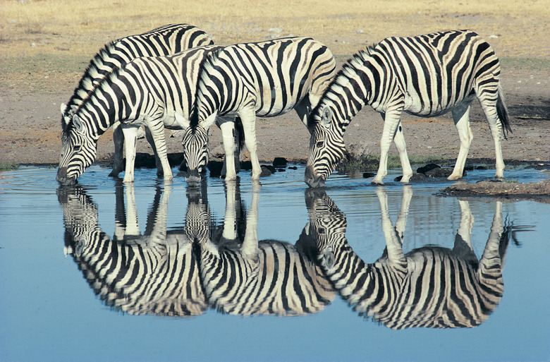 Burchells Zebra (Equus burchelli) drinking at waterhole, Etosha, Namibia