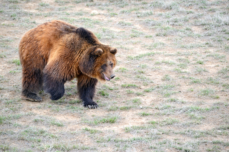 Grizzly bear in open grassland setting