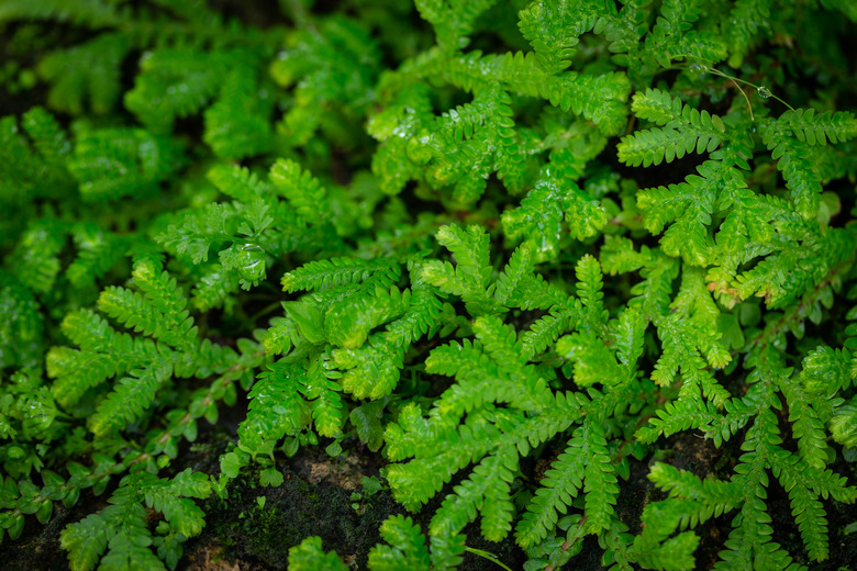 Garden Selaginella in the park.