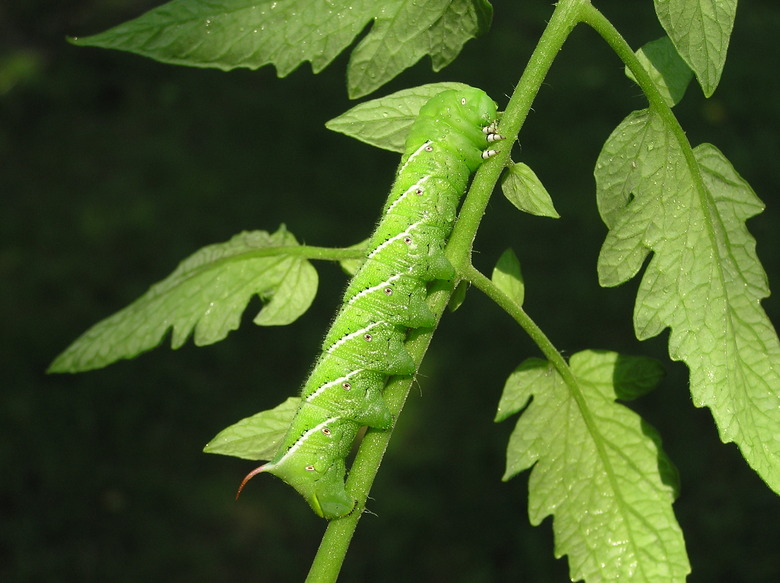 Tomato Hornworm