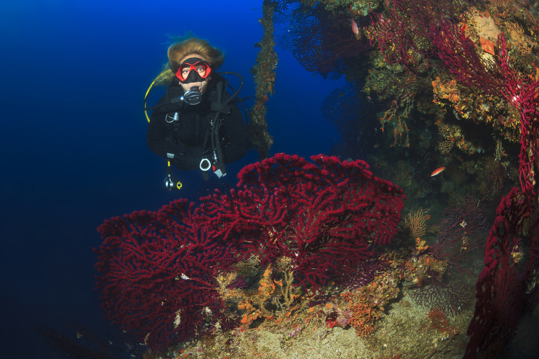 Gorgonian Coral Scuba diving Exploring and enjoying Coral reef  Sea life  Sporting women long blonde hair  Water sports  Scuba diver point of view