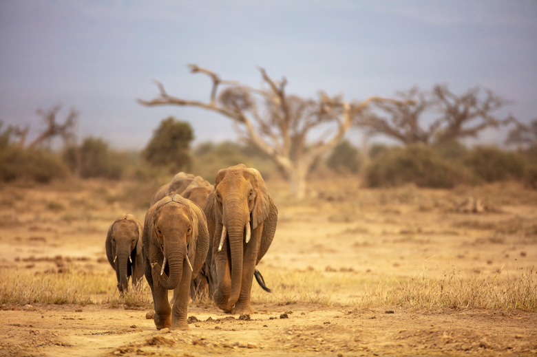 The Secret Language of Elephants