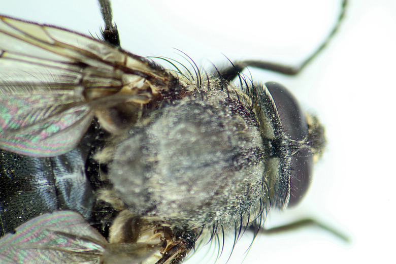 Close-up of blow fly