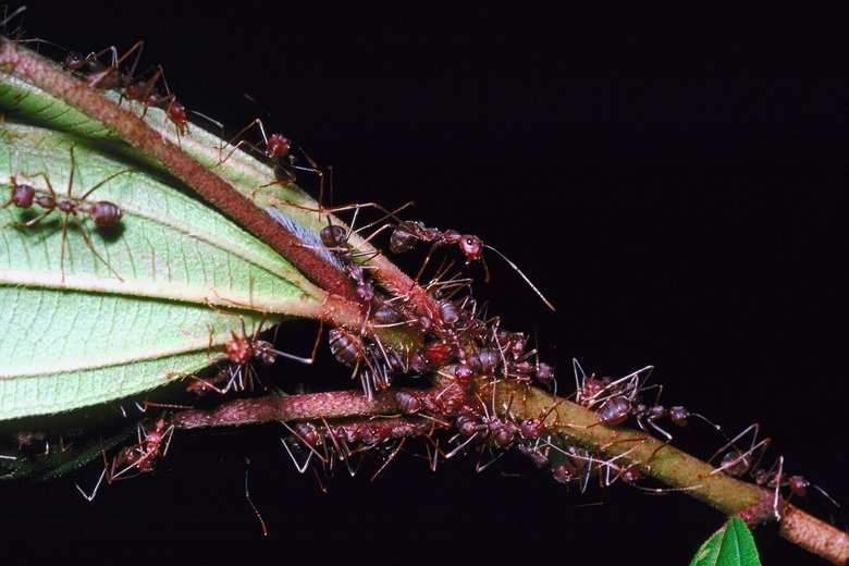 A cluster of small ants on plant stalk.