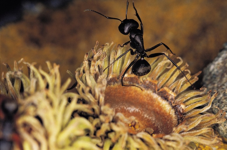 A black ant.