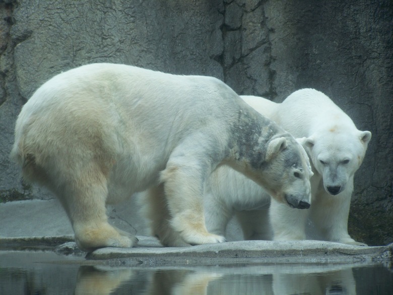 Two Polar Bears