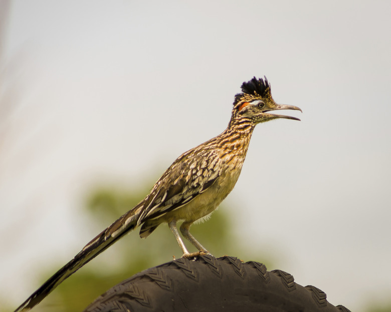 Greater Roadrunner