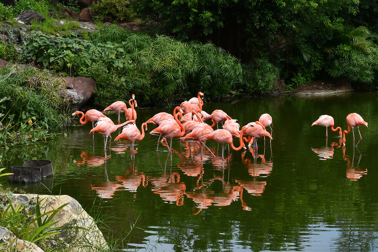 American Flamingo