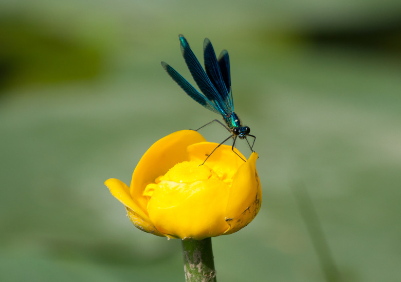 Beautiful demoiselle (Calopteryx virgo) on the yellow water-lily