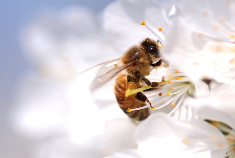 Honey bee collecting pollen from flowers. Macro shot.