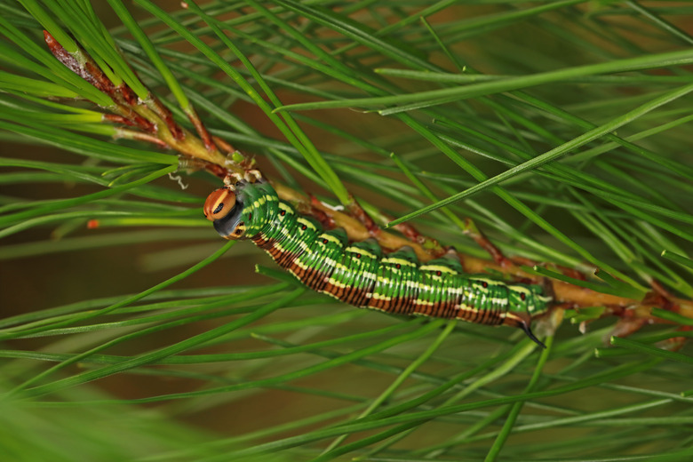 Pine Hawk-moth caterpillar