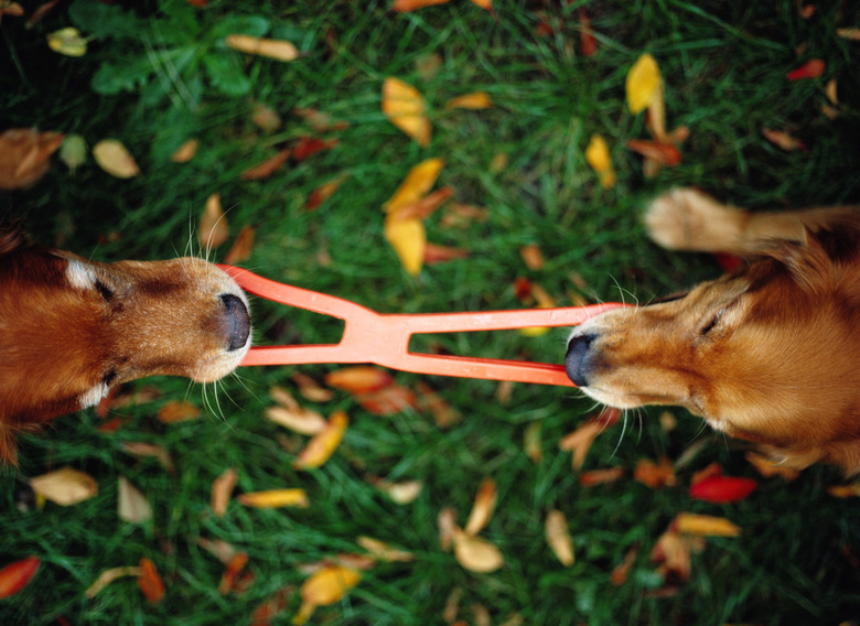 Golden Retrievers Playing Tug of War with Dog Toy