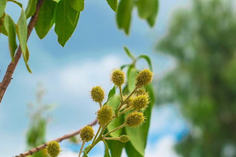 close up of conocorpus flowers with blue sky in background.