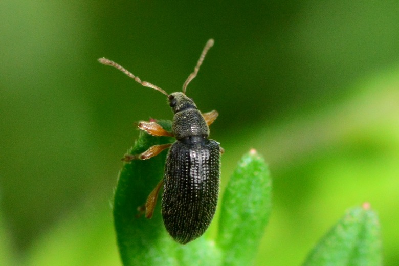 Weevil