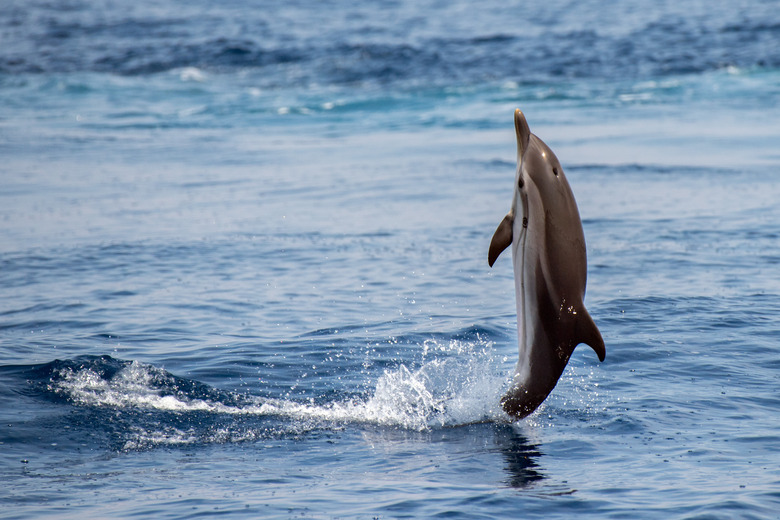 Three Adaptations for a Dolphin