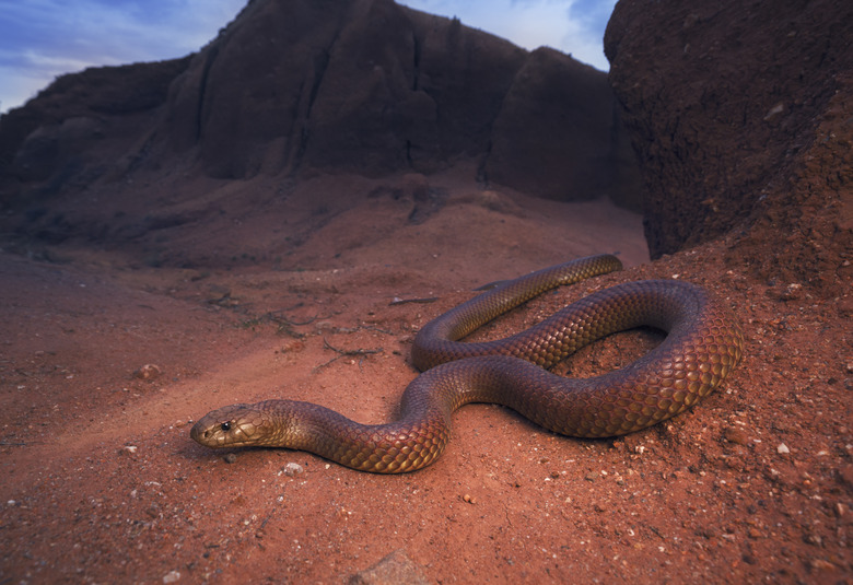 Large, wild king brown/mulga snake (Pseudechis australis) from south central New South Wales, Australia