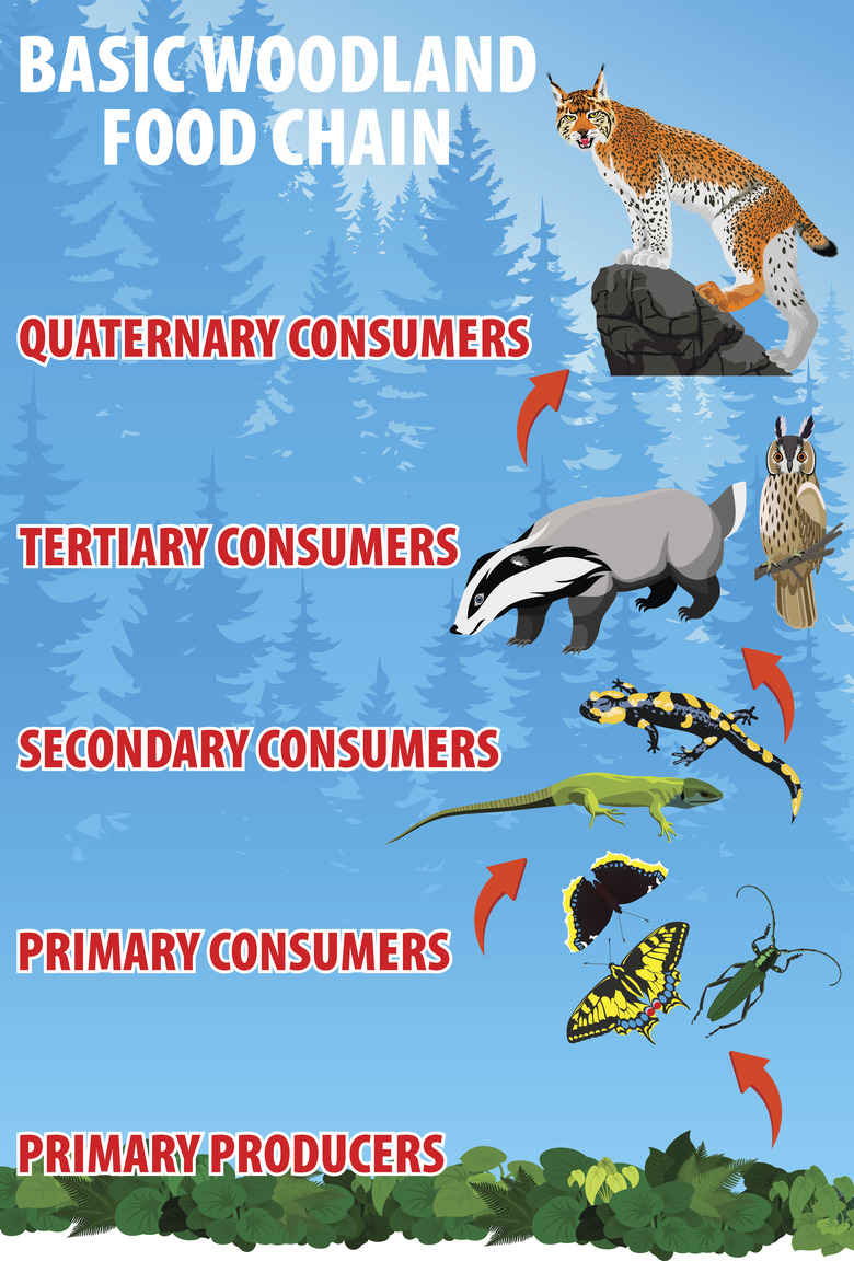 Woodland food trophic chain