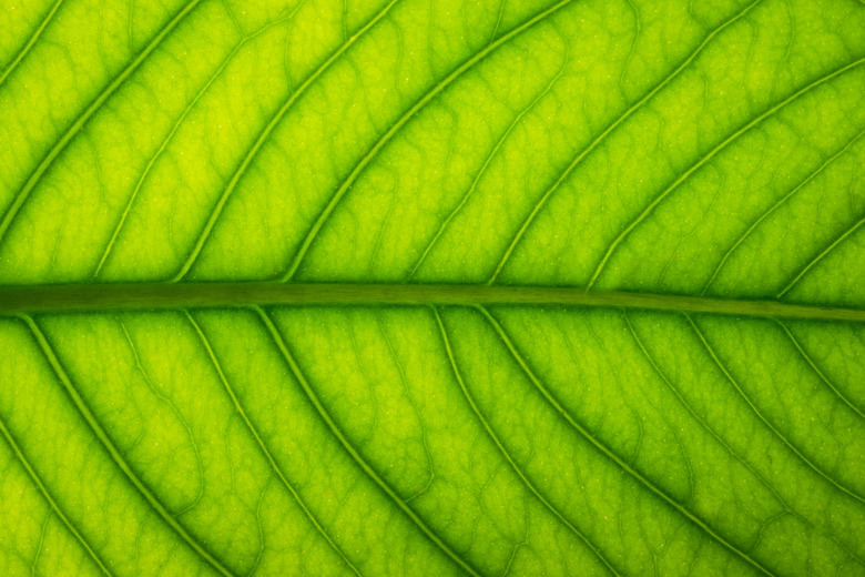 Background image of fresh green leaves.