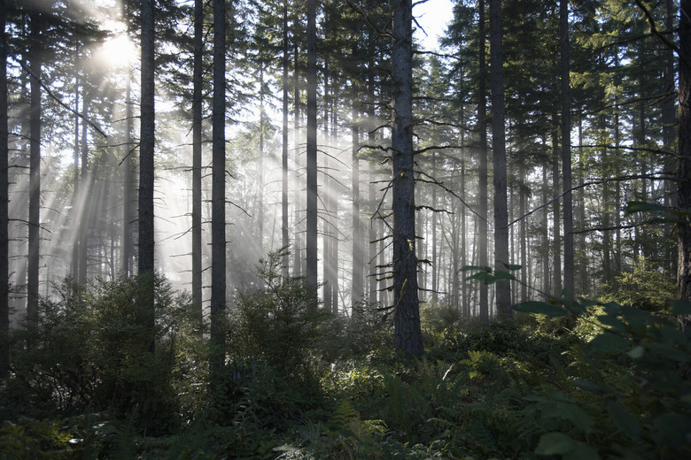 Sunlight breaking through misty forest