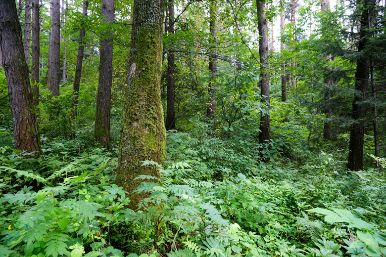 Mossy tress in the forest