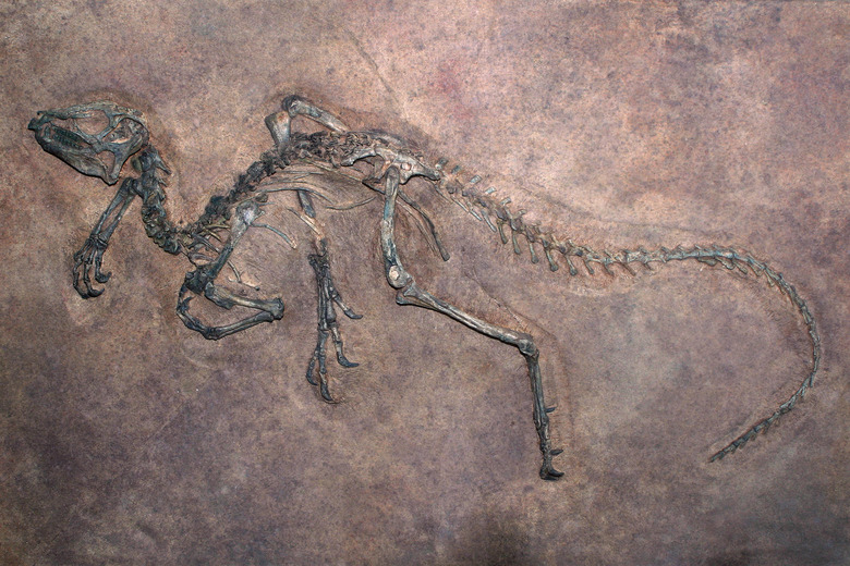 Dinosaur Fossil