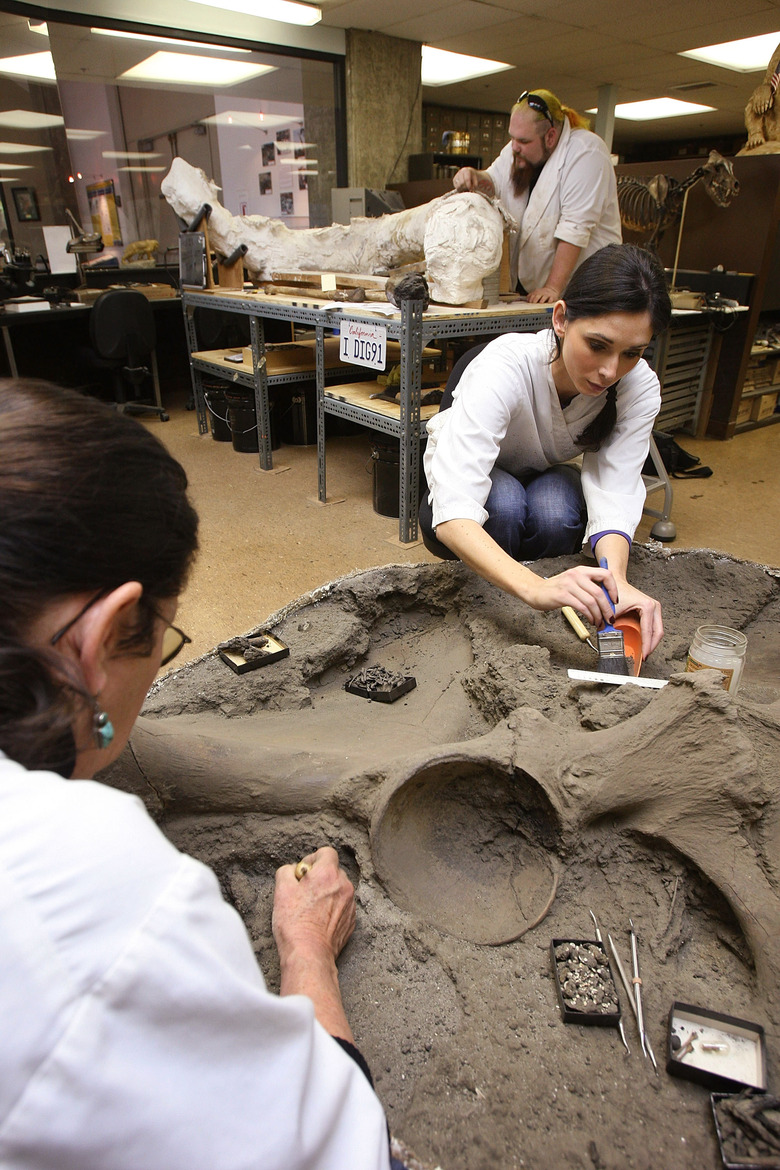 Large Group Of Ice Age Fossils Found During Parking Lot Excavation