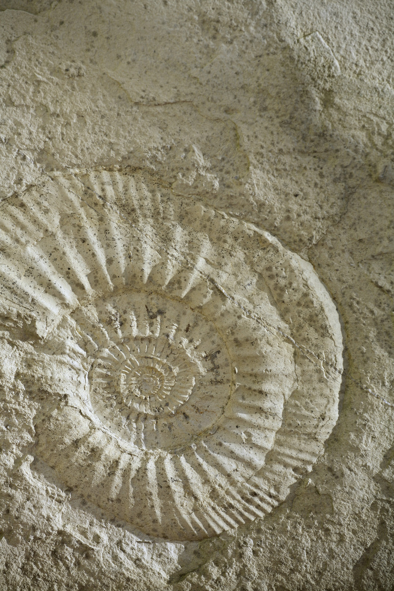 Ammonite