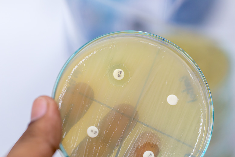 Drug testing of microbiology in Lab.