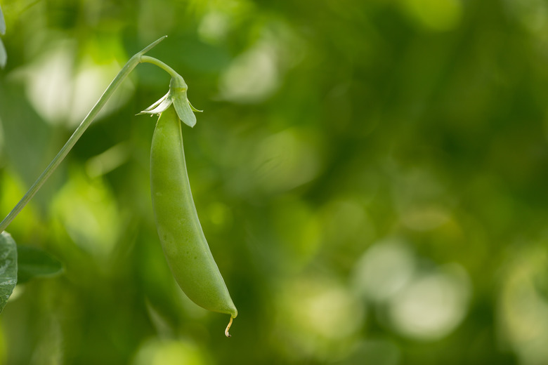 Close-Up Of Fresh Green Pea Growing On Plant