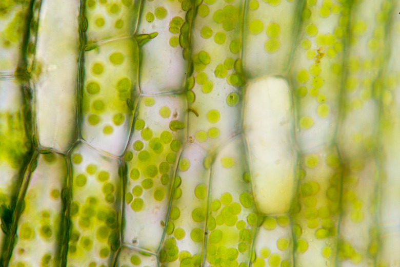 Cell structure Hydrilla, view of the leaf surface showing plant cells under the  microscope for classroom education.