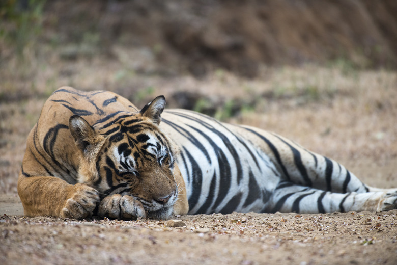 Bengal tiger sleeping on track