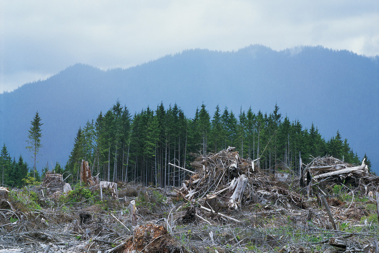 Clear cutting , Olympic National Forest , Washington